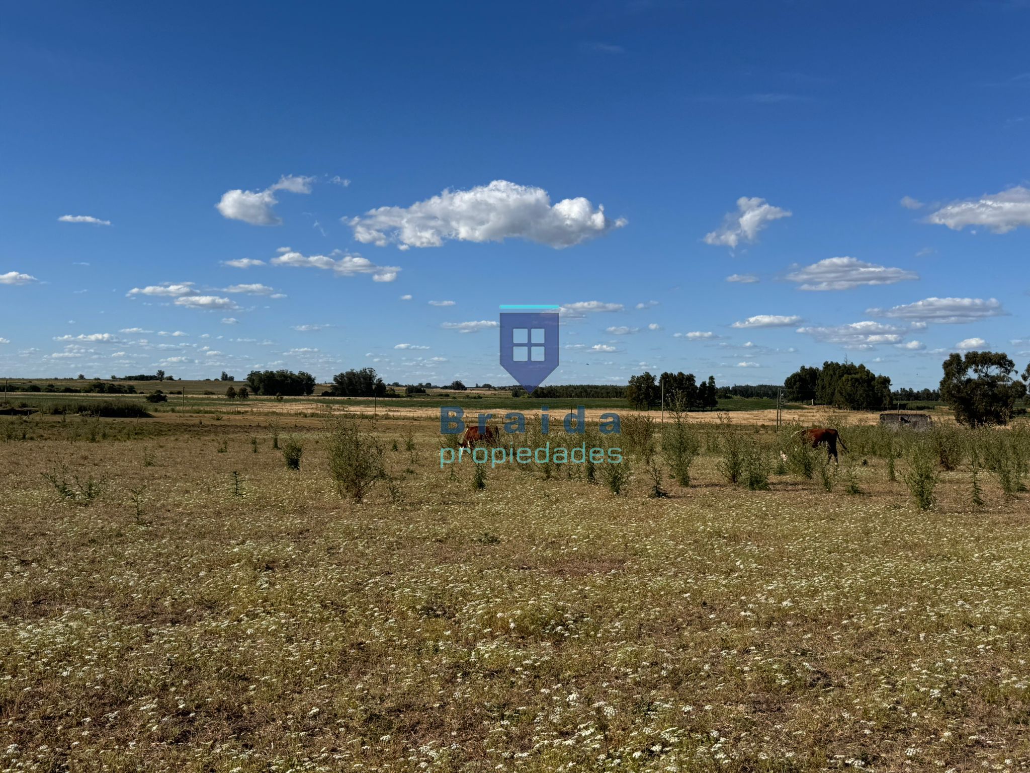 Campo de 11 hectáreas en km 49