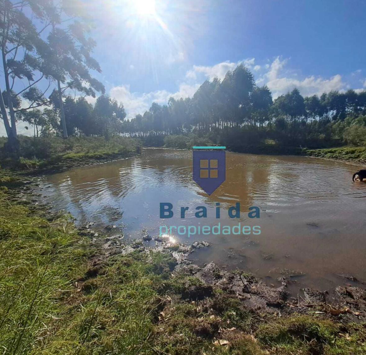 Campo de 6has con monte de eucaliptus